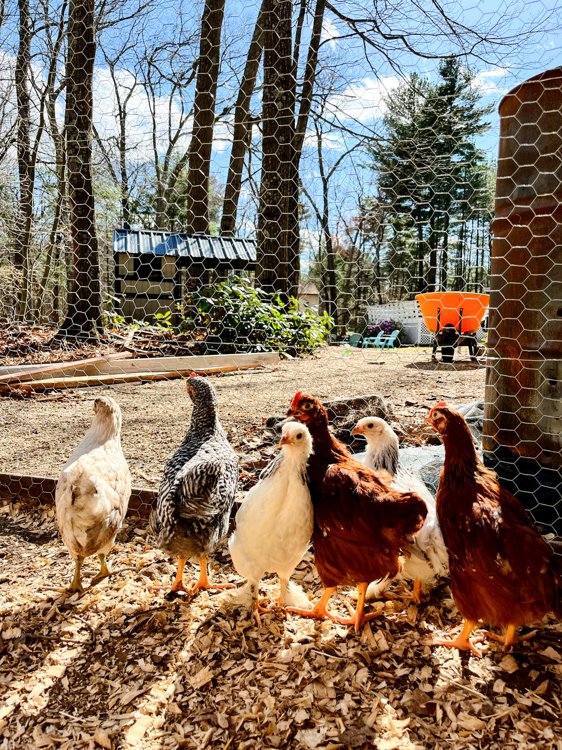 Poultry Math